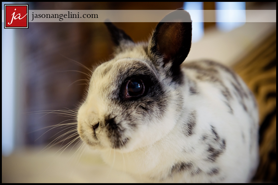 RPWgrbunny0411