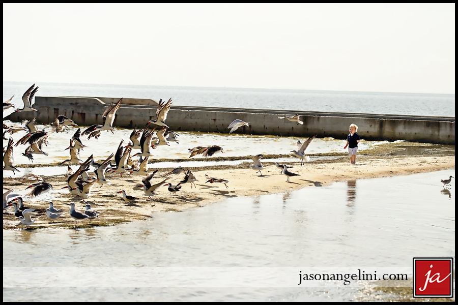 YPibirds0912